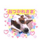 シナモン ジャックラセルテリア（個別スタンプ：5）