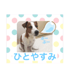 シナモン ジャックラセルテリア（個別スタンプ：21）
