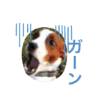 シナモン ジャックラセルテリア（個別スタンプ：24）
