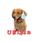 ゴールデンレトリバー・レオ2（個別スタンプ：8）