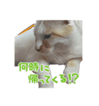ショコラマロン①（個別スタンプ：5）