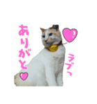 ショコラマロン①（個別スタンプ：6）