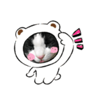 ハチワレめいちゃん2（個別スタンプ：3）