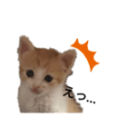ちゃちゃだよ！（個別スタンプ：5）