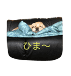 竜吉（個別スタンプ：2）