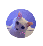 うーにゃんみーにゃん02（個別スタンプ：1）