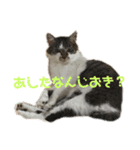 いいちゃんのスタンプ（個別スタンプ：3）