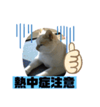 ミータ郎ファミリー夏バテに注意（個別スタンプ：1）