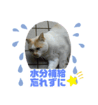 ミータ郎ファミリー夏バテに注意（個別スタンプ：3）