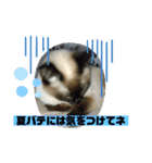 ミータ郎ファミリー夏バテに注意（個別スタンプ：4）