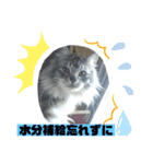 ミータ郎ファミリー夏バテに注意（個別スタンプ：5）