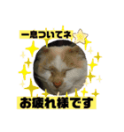 ミータ郎ファミリー夏バテに注意（個別スタンプ：7）