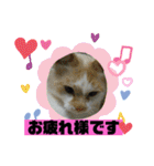 ミータ郎ファミリー夏バテに注意（個別スタンプ：10）