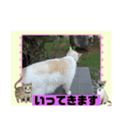 ミータ郎ファミリー夏バテに注意（個別スタンプ：17）