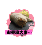 ミータ郎ファミリー夏バテに注意（個別スタンプ：22）
