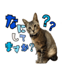 あずきとねお（個別スタンプ：1）