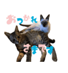 あずきとねお（個別スタンプ：2）