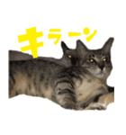 あずきとねお（個別スタンプ：7）