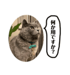 じゅうぞうの日常スタンプ（個別スタンプ：4）