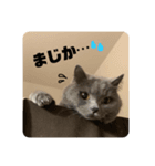 じゅうぞうの日常スタンプ（個別スタンプ：5）