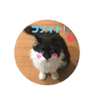 こもじろう♪スタンプ（個別スタンプ：3）