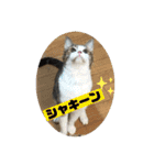 こもじろう♪スタンプ（個別スタンプ：10）
