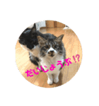 こもじろう♪スタンプ（個別スタンプ：11）
