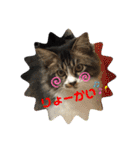 こもじろう♪スタンプ（個別スタンプ：16）