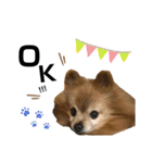ゴンちゃんLIFE（個別スタンプ：2）