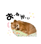 ゴンちゃんLIFE（個別スタンプ：5）