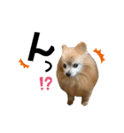 ゴンちゃんLIFE（個別スタンプ：14）