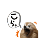 ゴンちゃんLIFE（個別スタンプ：19）