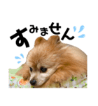 ゴンちゃんLIFE（個別スタンプ：24）