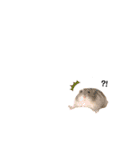 ゴンちゃんLIFE（個別スタンプ：31）