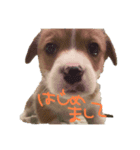コーギーのぶん太くん（個別スタンプ：1）