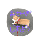 コーギーのぶん太くん（個別スタンプ：4）