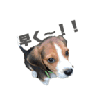 可愛いビーグル犬（個別スタンプ：1）