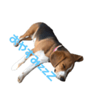 可愛いビーグル犬（個別スタンプ：2）