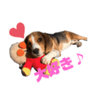 可愛いビーグル犬（個別スタンプ：3）