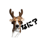 可愛いビーグル犬（個別スタンプ：4）