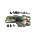 可愛いビーグル犬（個別スタンプ：5）