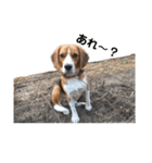 可愛いビーグル犬（個別スタンプ：8）