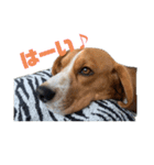 可愛いビーグル犬（個別スタンプ：9）