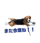 可愛いビーグル犬（個別スタンプ：10）