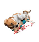 可愛いビーグル犬（個別スタンプ：11）