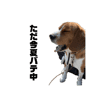 可愛いビーグル犬（個別スタンプ：12）