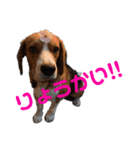 可愛いビーグル犬（個別スタンプ：14）