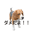 可愛いビーグル犬（個別スタンプ：15）