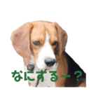 可愛いビーグル犬（個別スタンプ：16）
