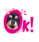 愛犬せいしろう君のスタンプ（個別スタンプ：2）